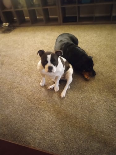 Customer photo review of Bestie Balance