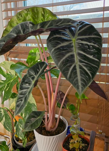 Customer's large, healthy Alocasia plant with pink stems, one of many treated with the Houseplant Pest Spray.