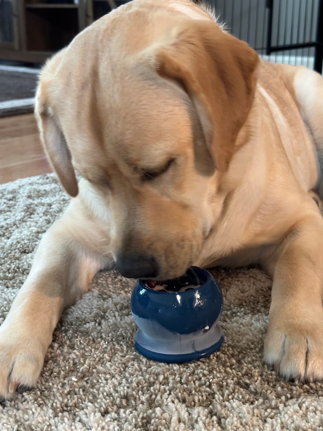 Customer photo review of Freezstick - Indestructible Enrichment Chew