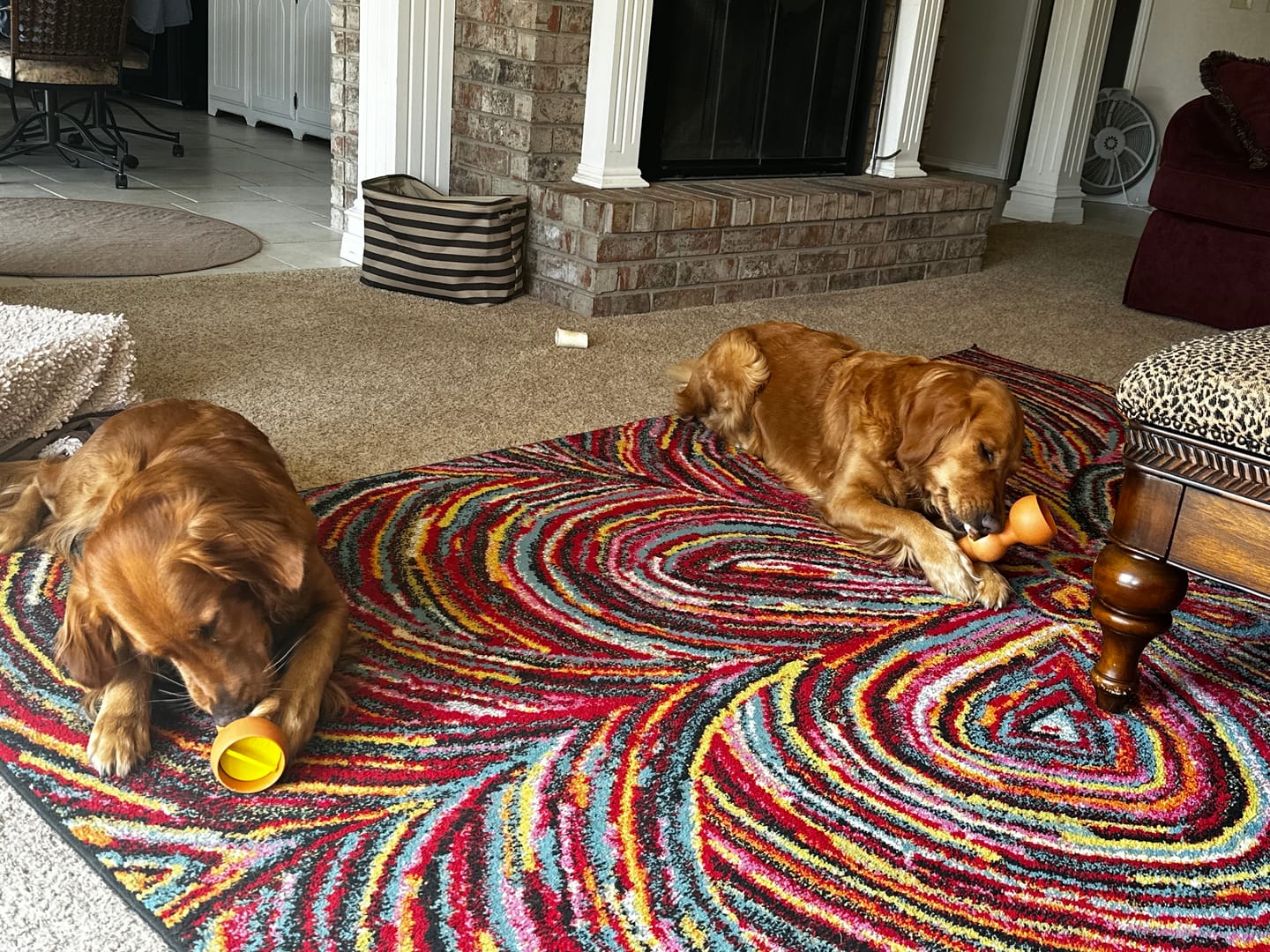 Customer photo review of 6 Inch Extra Thick Bully Sticks