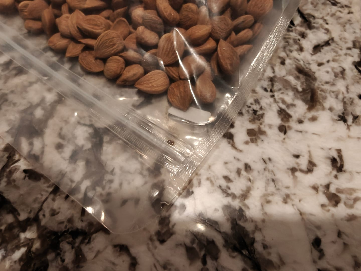 Customer photo review of Whole Apricot Kernel