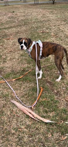 Customer photo review of Biothane Long Line with Detachable Handle