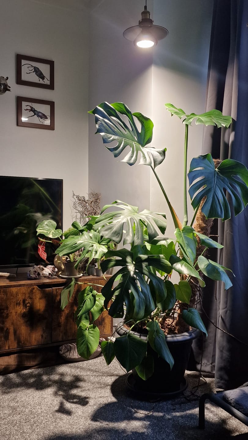 Customer photo review of Pianta 30 Grow Light LED Bulb