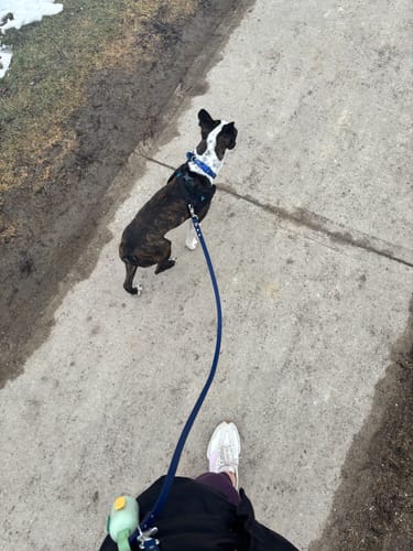 Customer photo review of Midnight - Classic Biothane Dog Leash