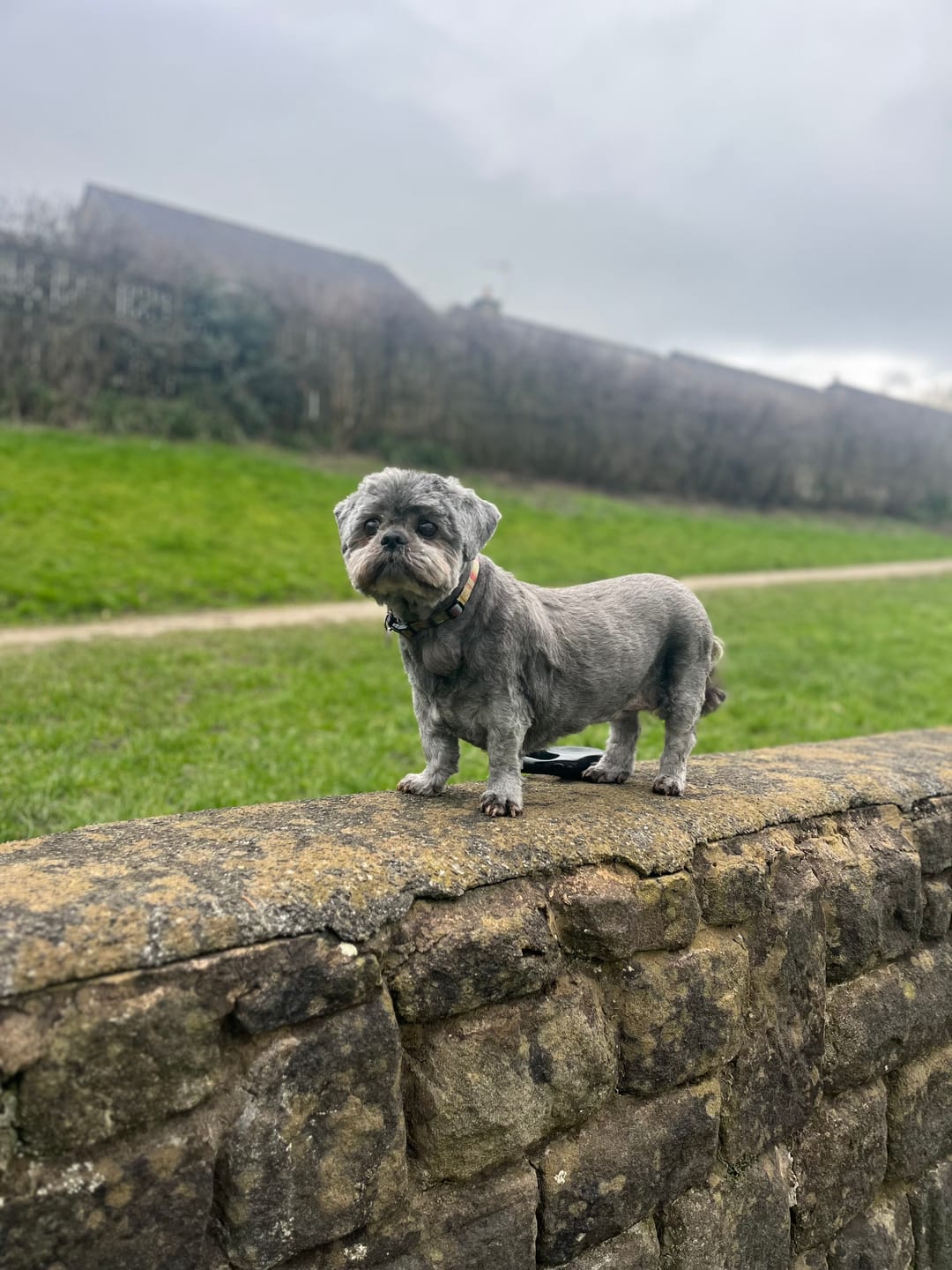 Customer photo review of Total Urinary Care Supplement For Dogs