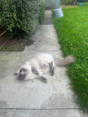 Customer photo review of Fit Litter