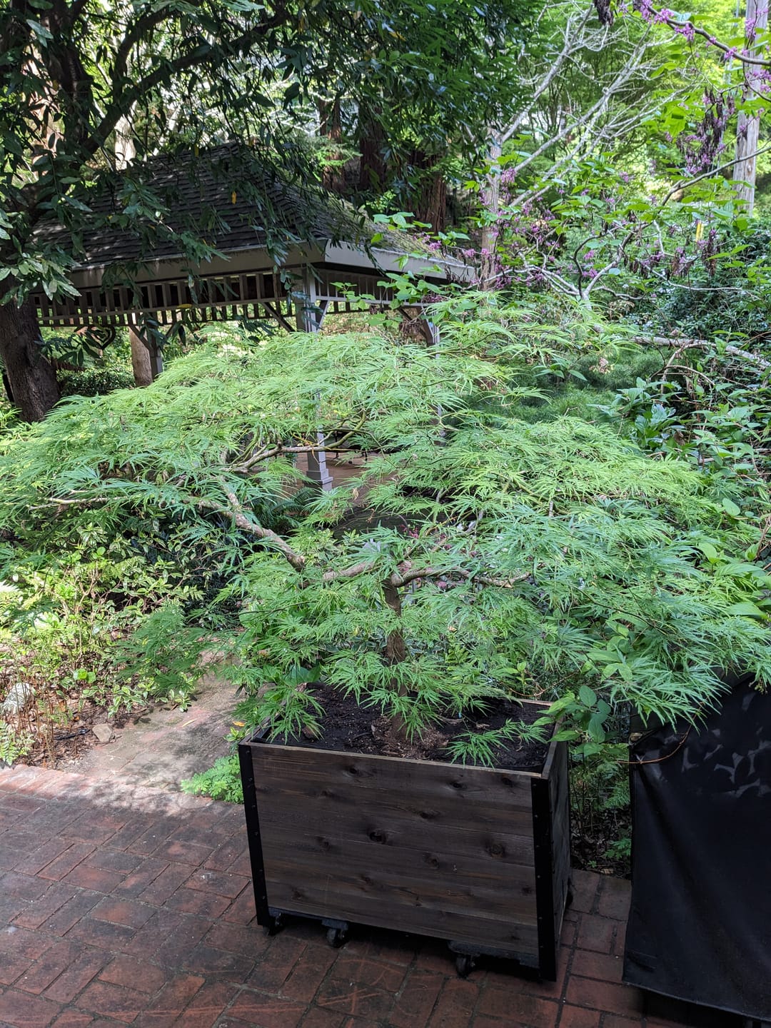 Customer photo review of 18" x 36" Planter Box - 24" TALL / Garden Grade