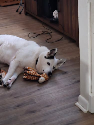 Customer photo review of Tough Plush - Triple Stitch