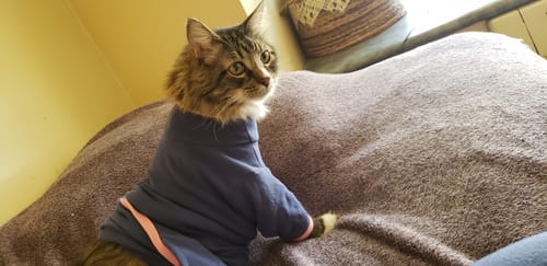 Customer photo review of Cat Arthritis & Joint Pain Relief Remedy