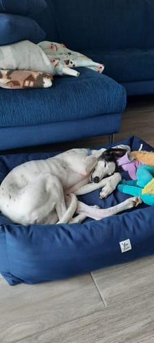 Customer photo review of Divanetto Cotone Siena Navy