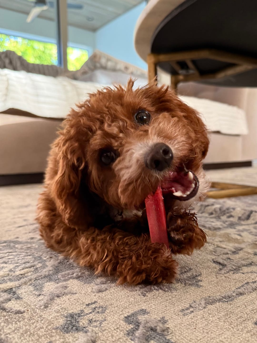 Customer photo review of Strawberry Yak Chews