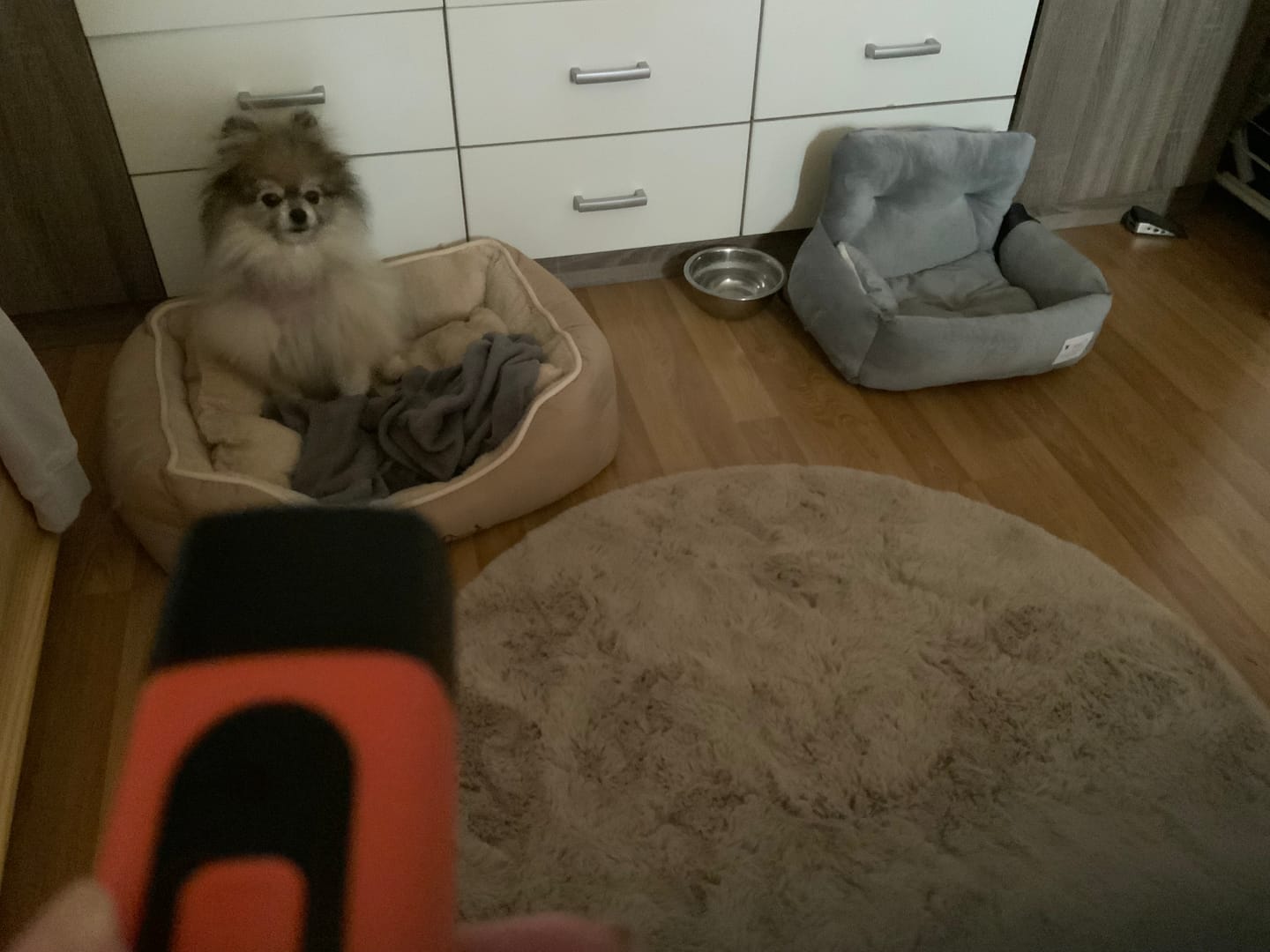 Customer photo review of SilentPaw Pro™ | Ultraschall Anti-Bell-Trainer für Hunde – Sanft & Effektiv