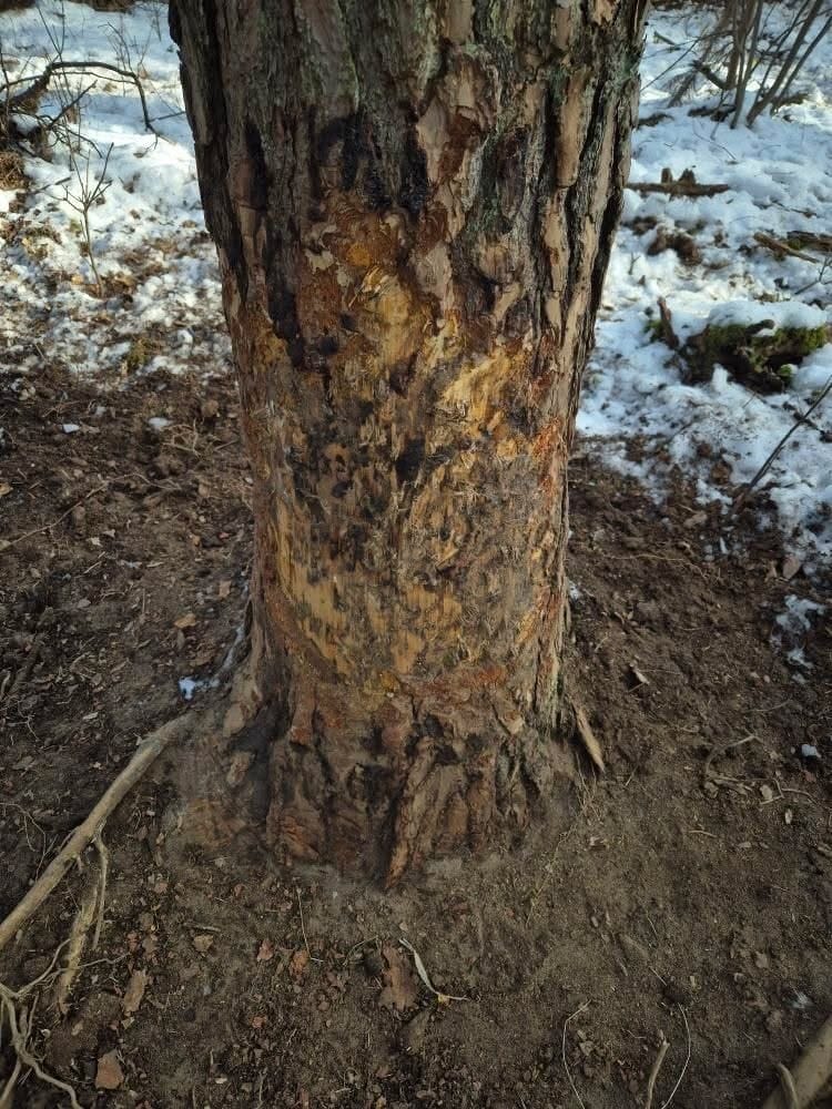 Customer photo review of Teer-Plus Wildlockmittel - Schwarzwild