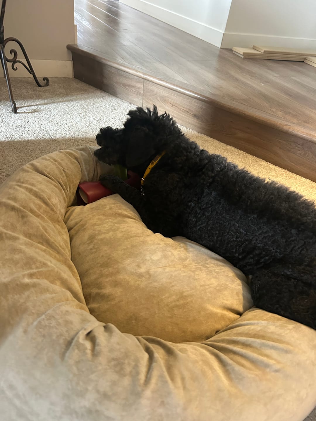 Customer photo review of Strawberry Himalayan Yak Chew (MEDIUM)