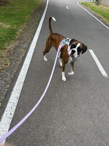Customer photo review of Biothane Traffic Handle Dog Leash