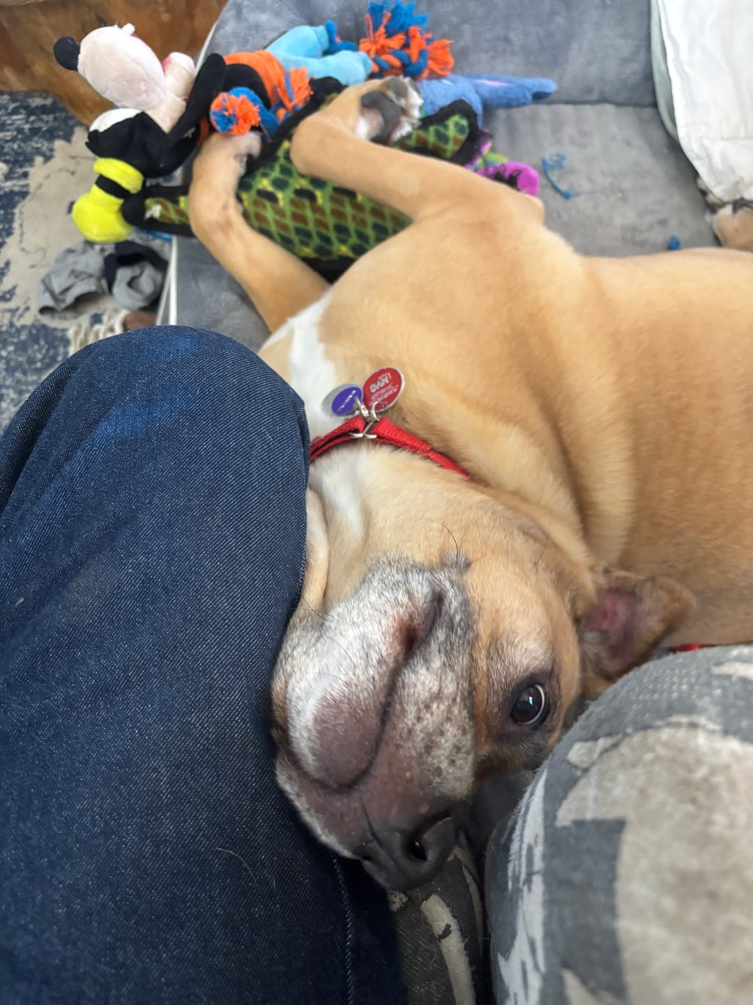 Customer photo review of Hollow-carved Dog ID Tags