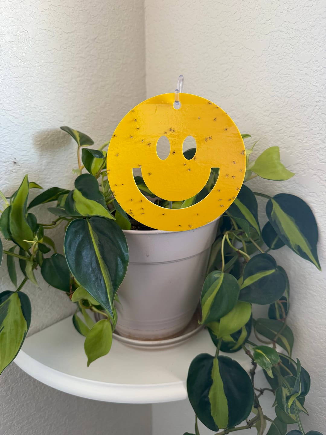 Customer photo review of Killer Smiles