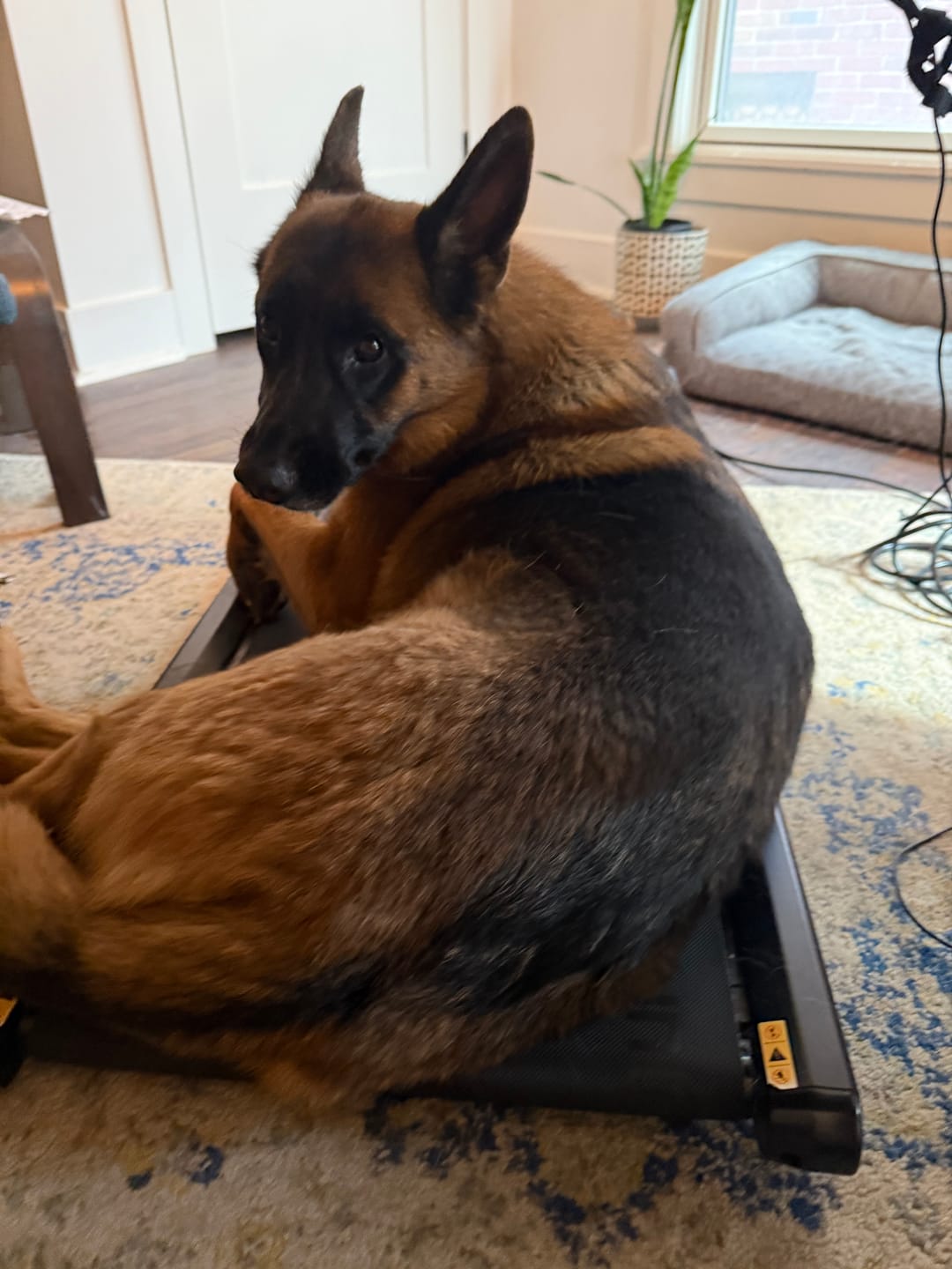 Customer photo review of KING KALM 600mg CBD with Copaiba, Krill Oil and DHA for Dogs & Cats