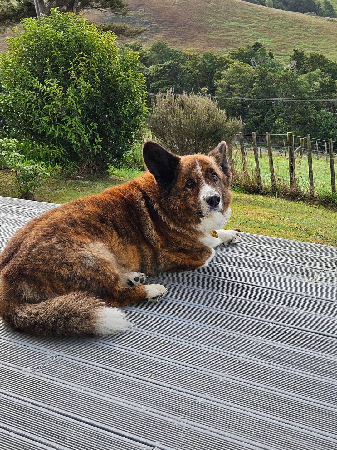 Customer photo review of Antinol Plus for Dogs