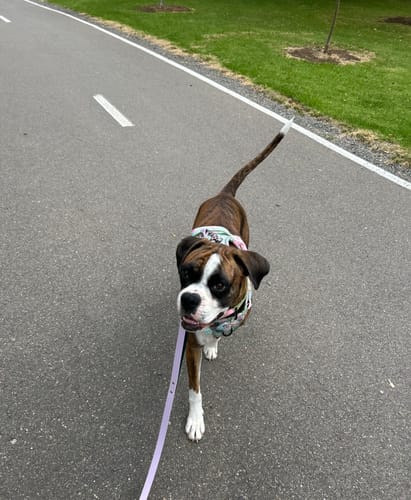 Customer photo review of Biothane Traffic Handle Dog Leash