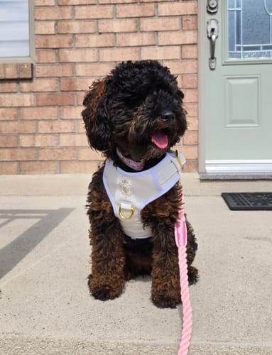 Customer photo review of Mystery Box - Dog PREMIUM ( New inventory )