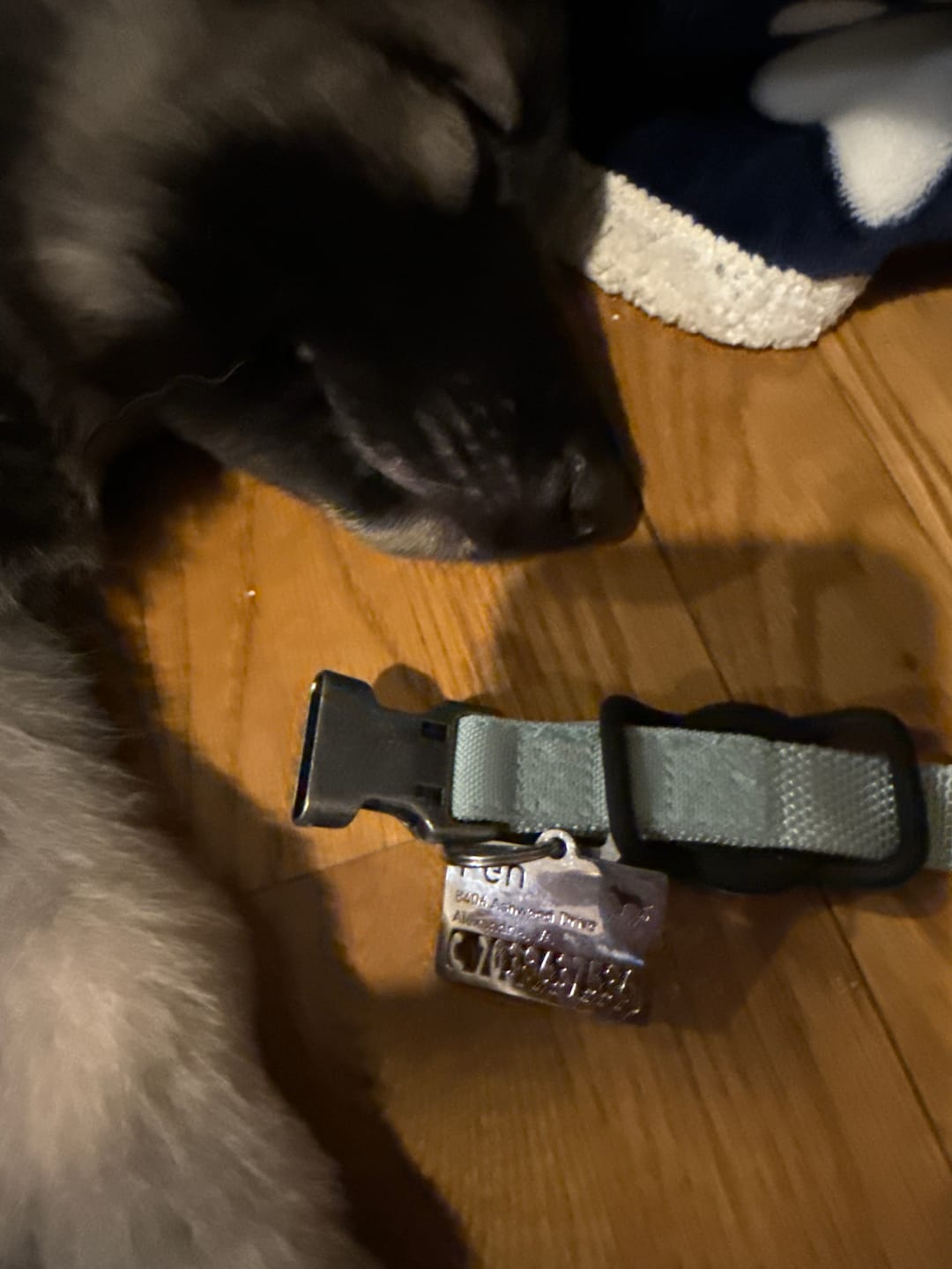 Customer photo review of Hollow-carved Dog ID Tags