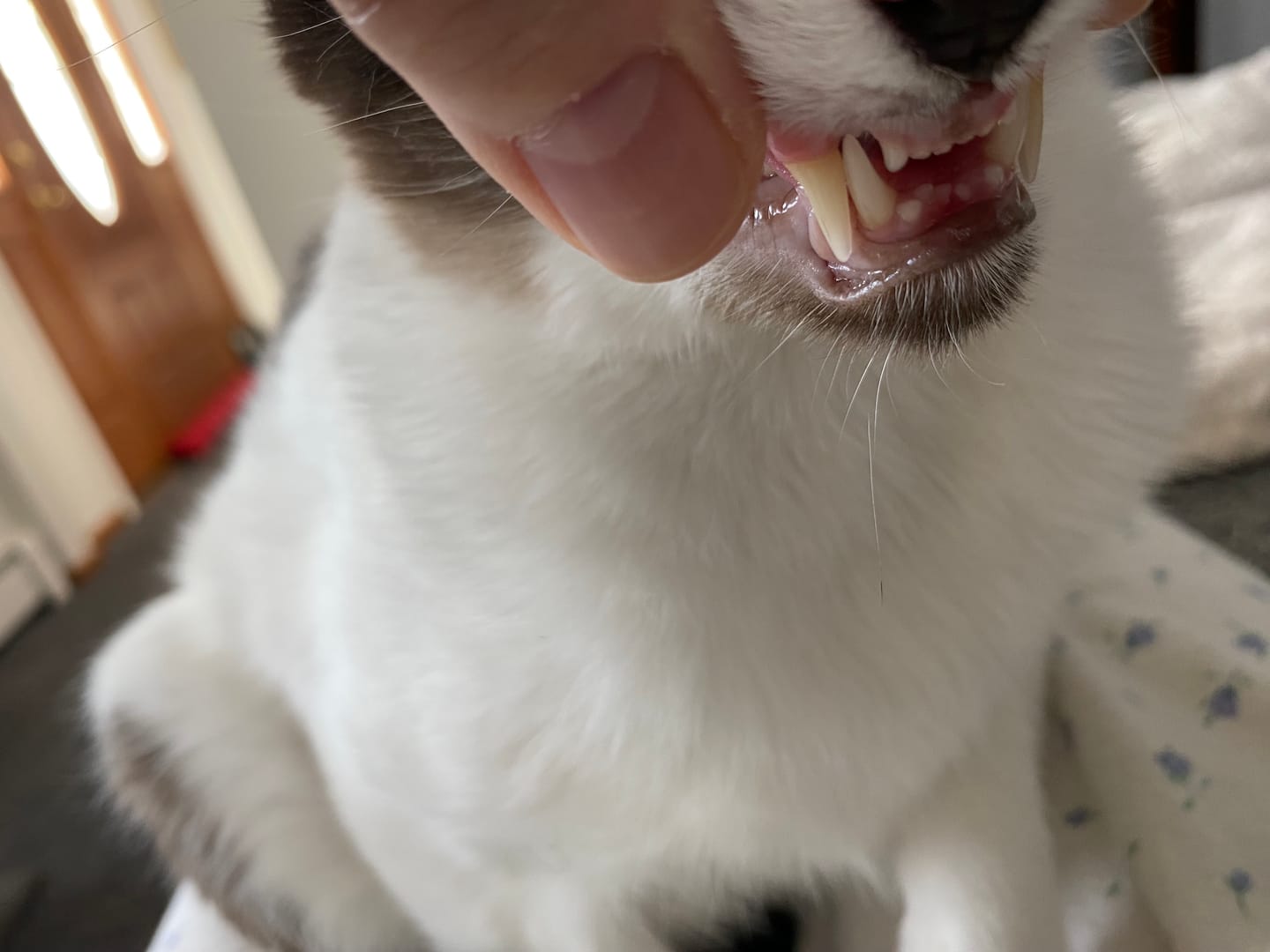 Customer photo review of Cat Dental Care & Bad Breath Remedy