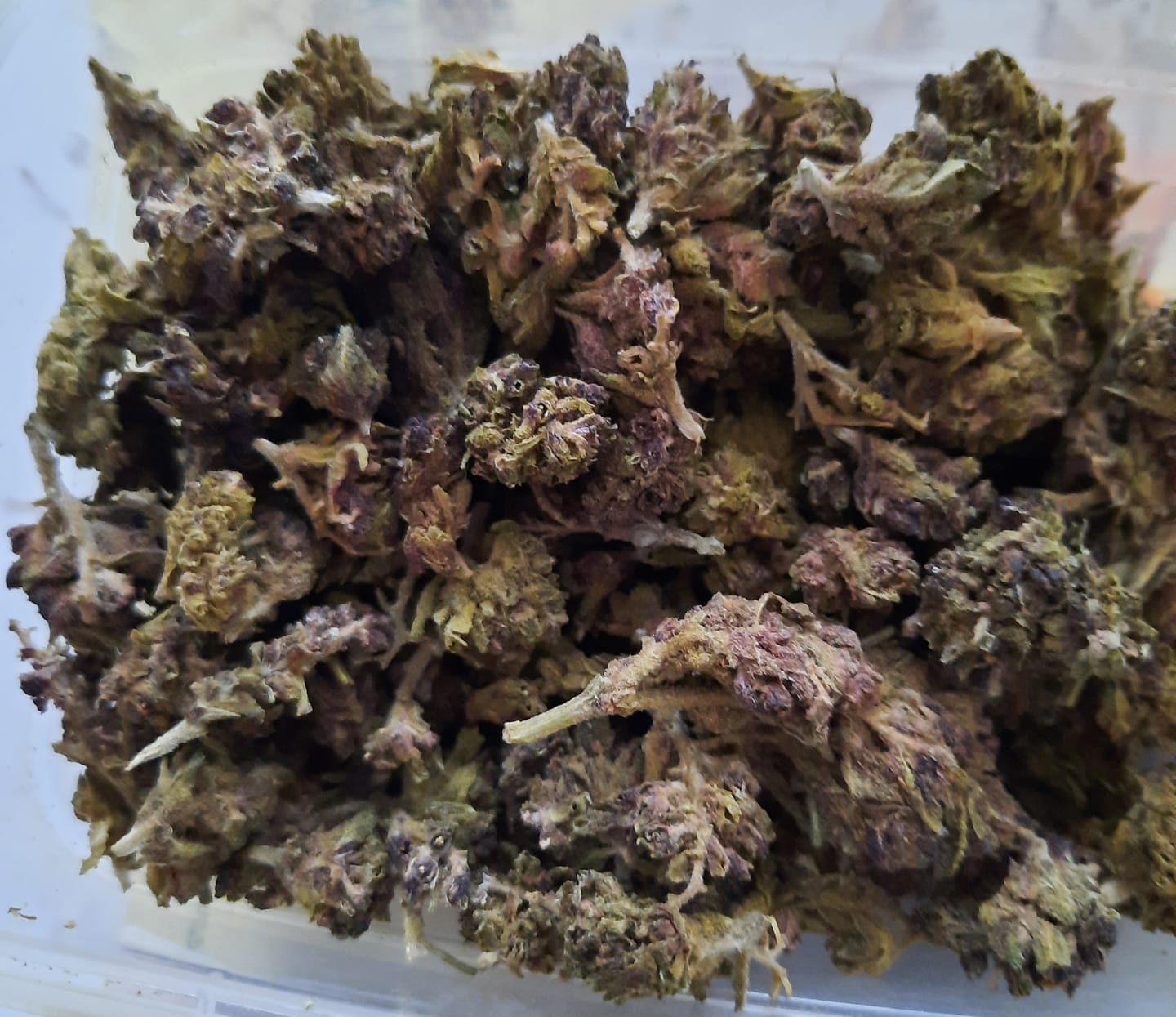 Customer photo review of 🧞Purple Kinky Kush – Power Level 5/5