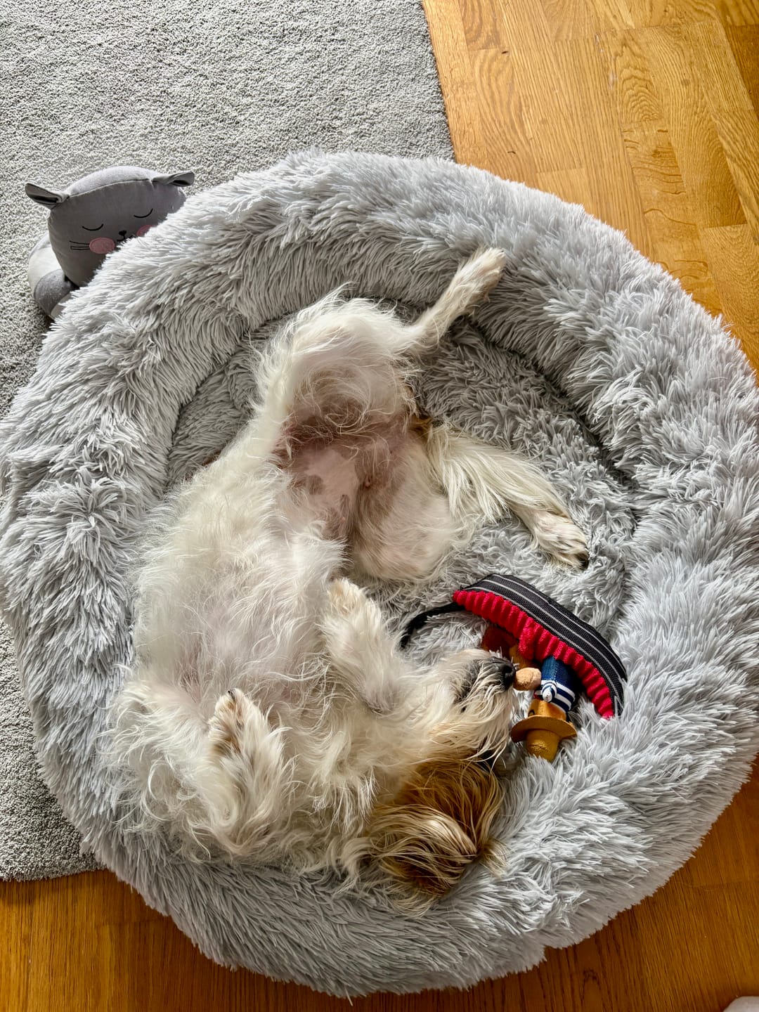 Customer photo review of Hundebett Fluffy Plus - Das Original