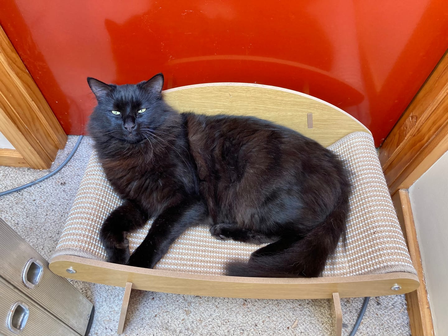 Customer photo review of Sisal Lounge Chair for Cats – Scratcher & Sofa in One
