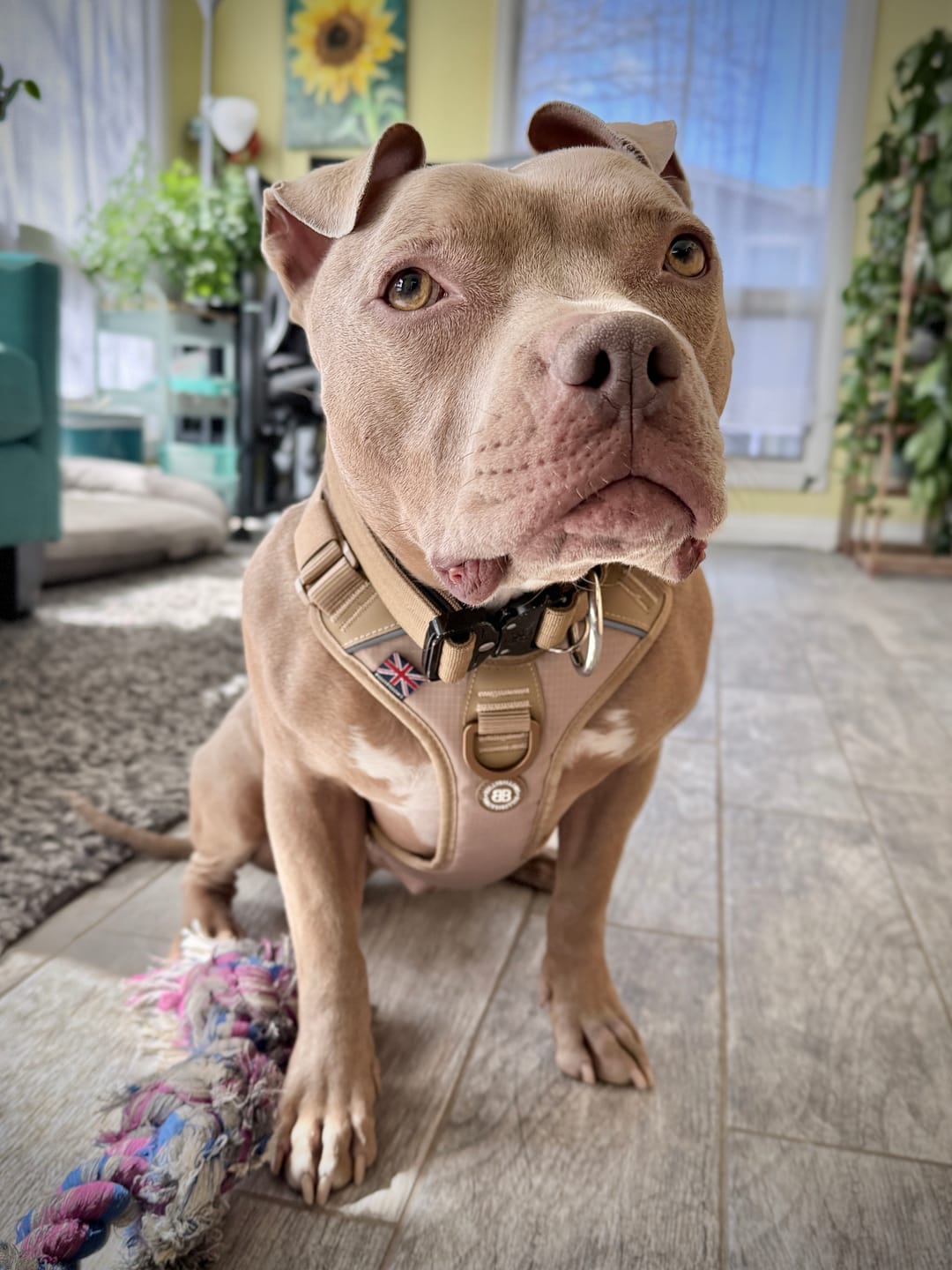Customer photo review of Anti Pull Hurricane Harness Lighter | With Handle - Tan X Tan