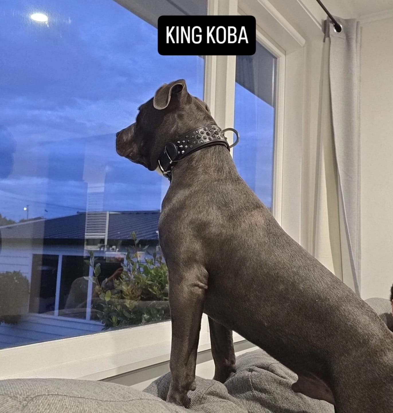 Customer photo review of Hand Made Leather Dog Collar - Ruthless Black & Black (Wide Fit)