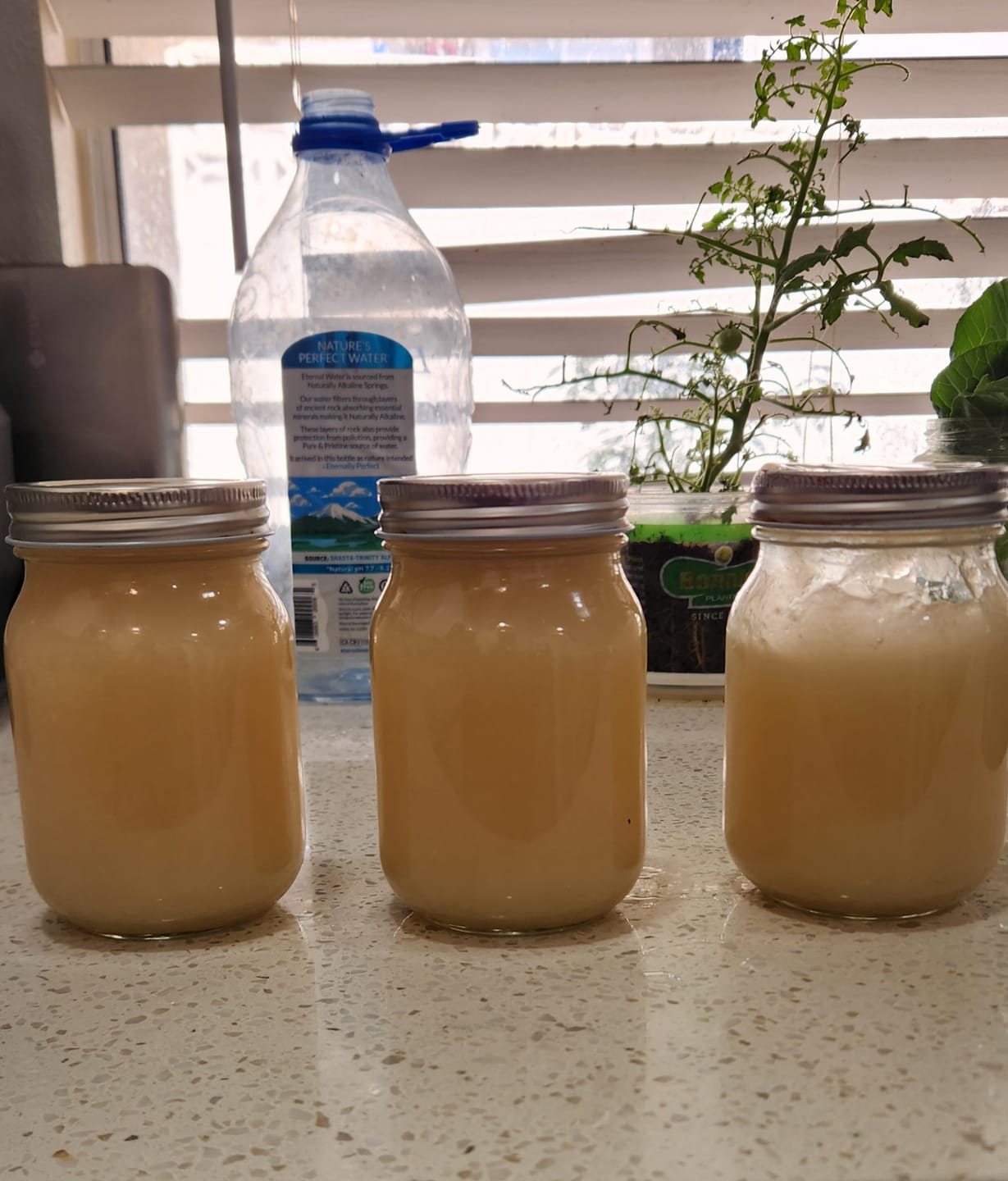 Customer photo review of Irish Sea moss