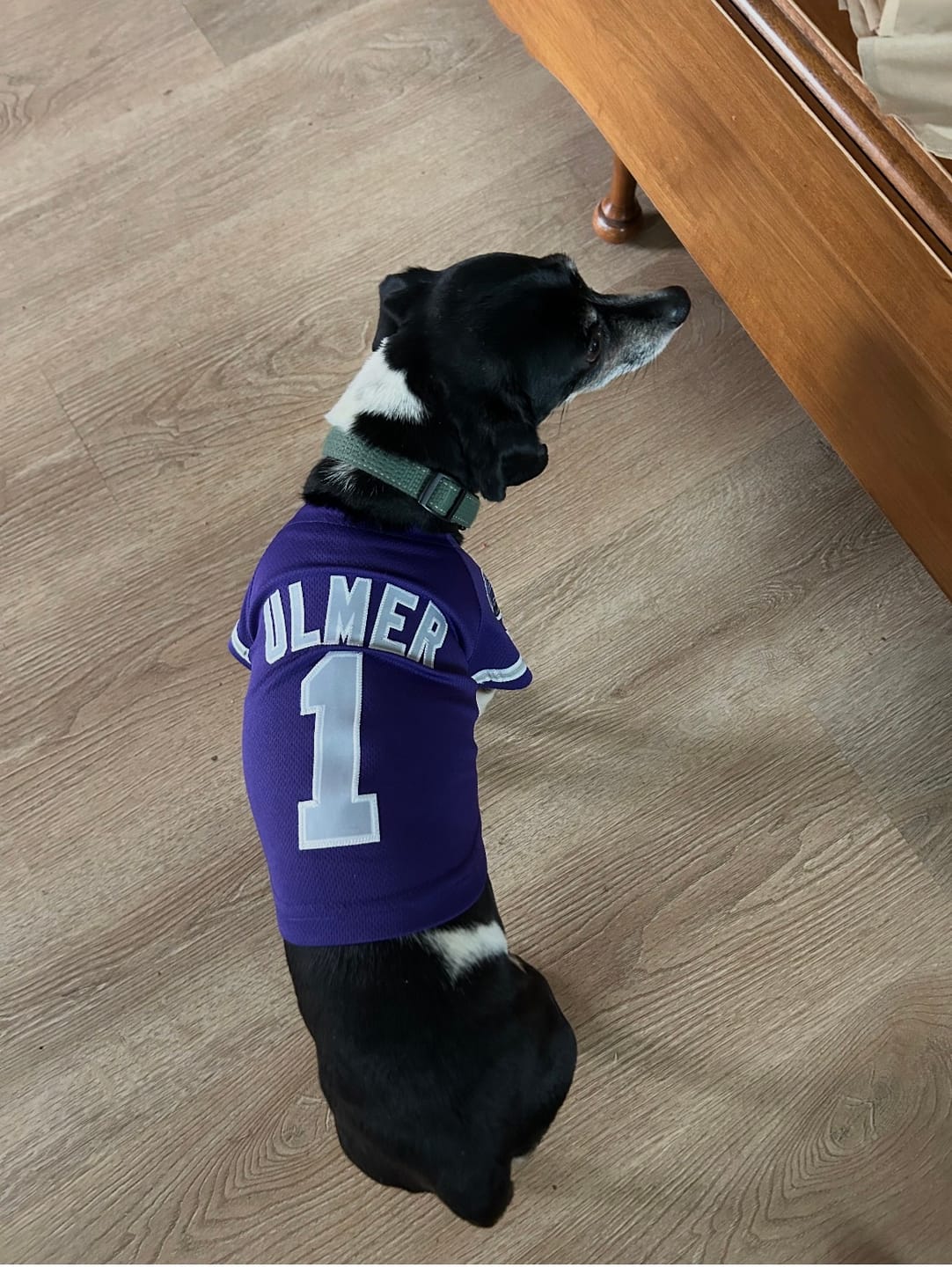 Customer photo review of Custom Purple Gray-White Classic Style Dog Jersey
