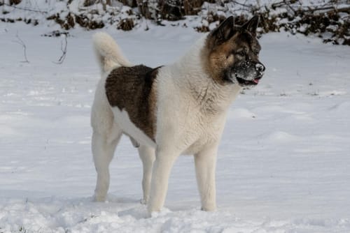 Ein Kunde zeigt seinen großen, weiß-braunen Hund, der im Schnee steht und Nature Protect erhält.