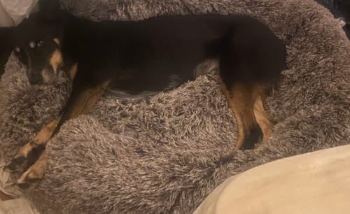 Reviewer's kelpie resting comfortably in the fluffy gray Calming Pet Bed.