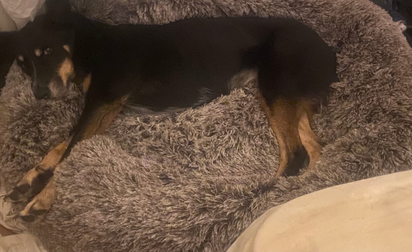 Customer photo review of Calming Pet Bed with Removable Cover