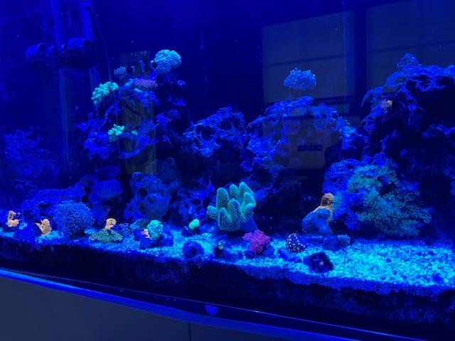 Customer photo review of Coral Essentials CVE+