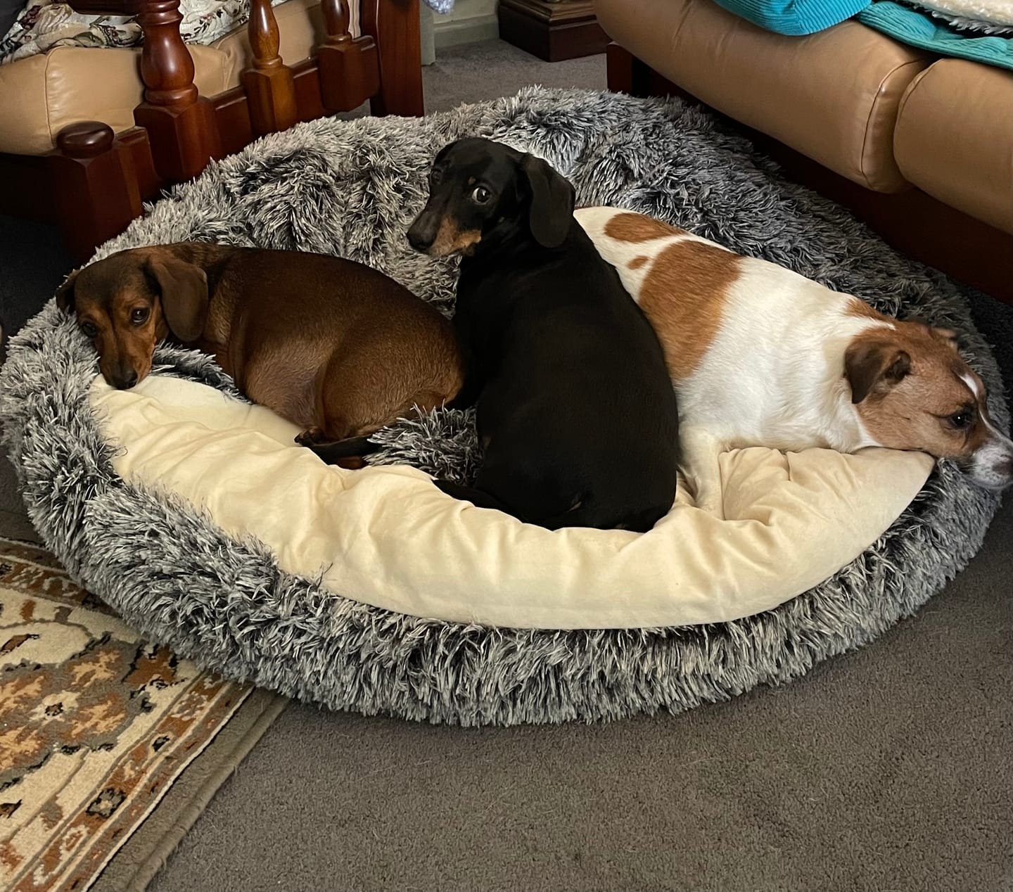 Customer photo review of Pet Cave Dog Bed - Removable Cover