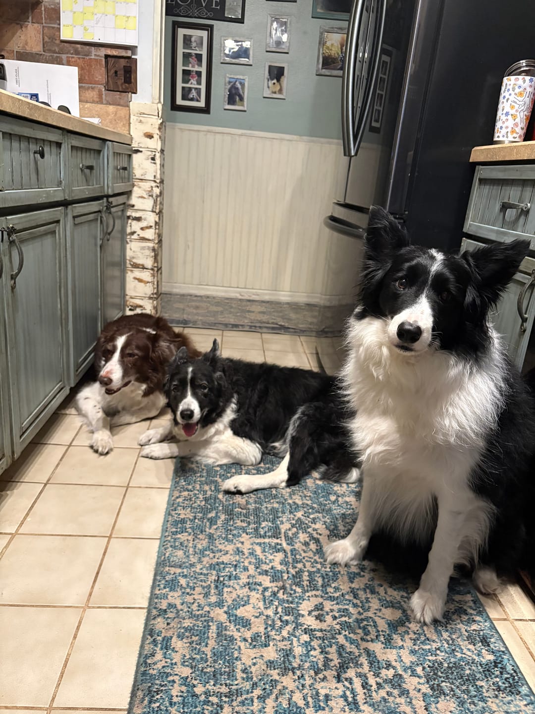 Customer photo review of OptiWize Collagen +Plus Dog and Cat Joint Health Supplement