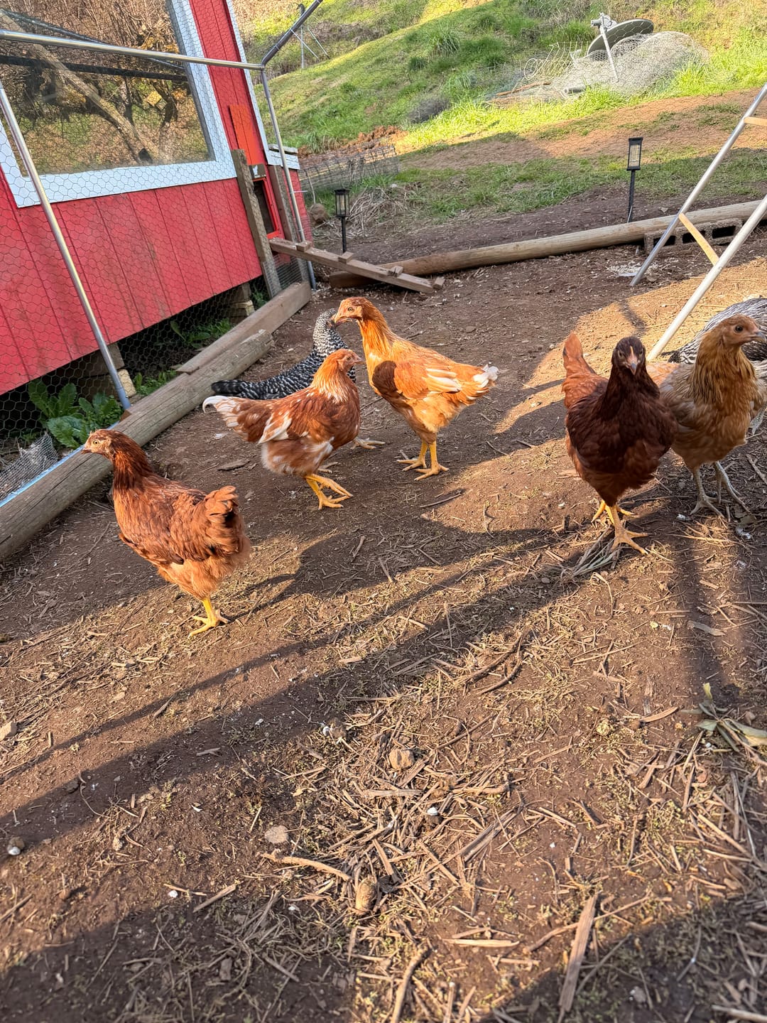 Customer photo review of Complete Guide to Healthy Chickens and Better Eggs (Digital Guide)