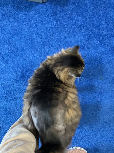 Customer photo review of The Original World's Quietest Pet Hair Clipper