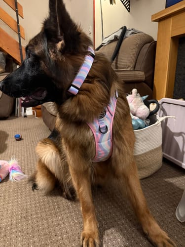 Customer photo review of Collar - PPB Pastel Swirl