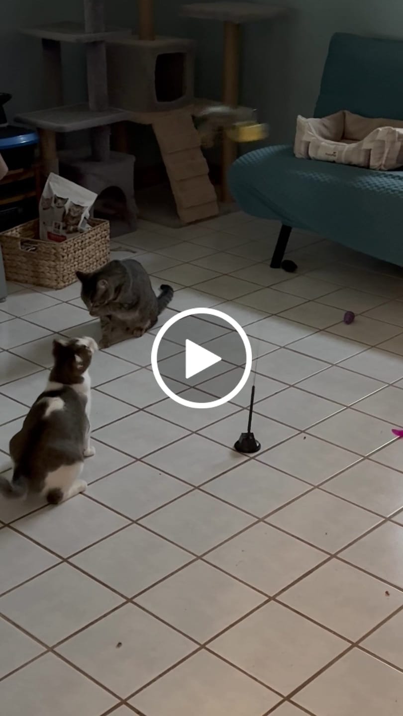 Customer video review of Interactive Bird Simulation Cat Toy Set | Leo's Paw
