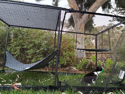 Customer photo review of The Cat Cabana Cat Enclosure 2.0m