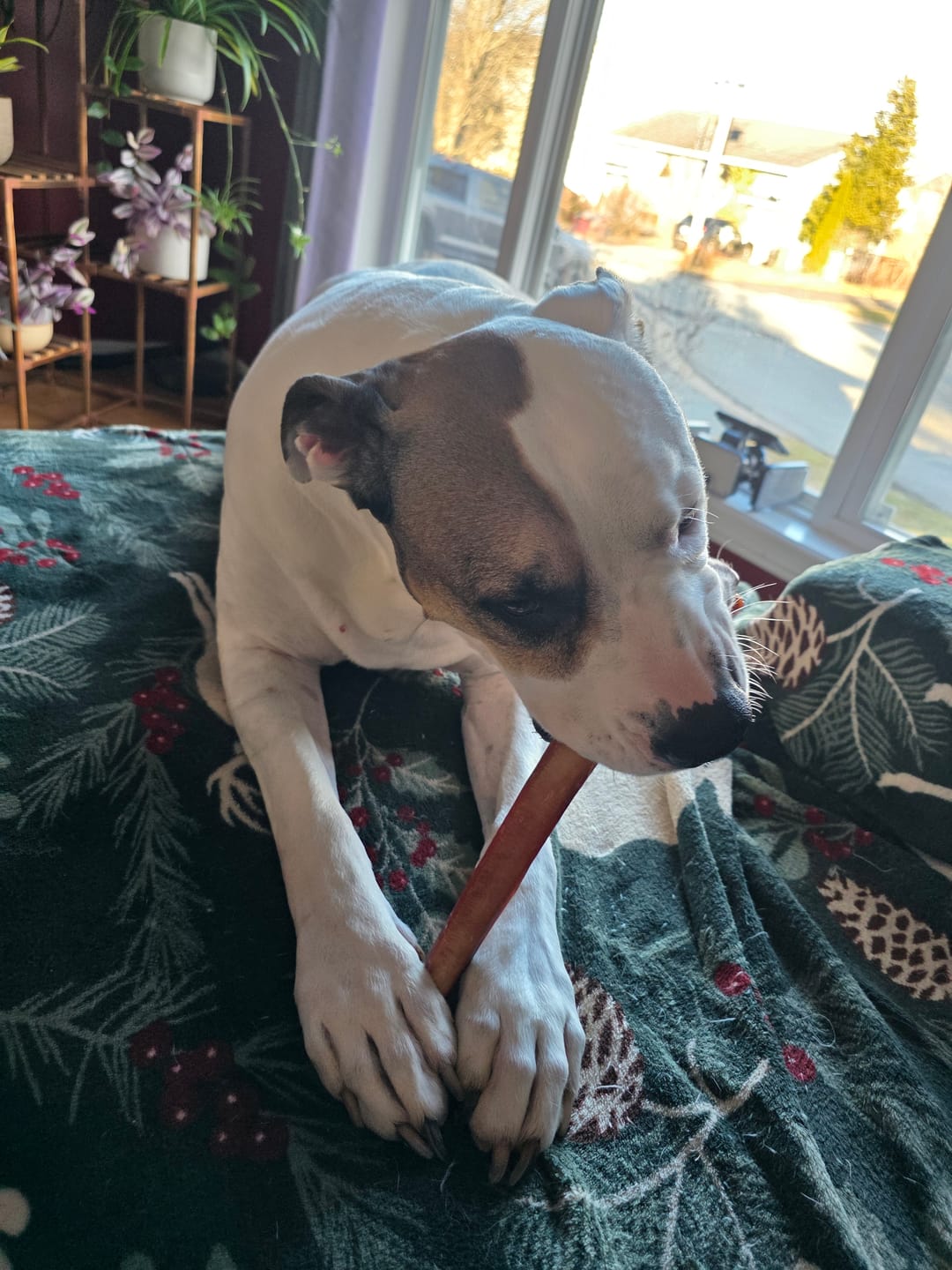 Customer photo review of 12 Inch Jumbo Bully Stick