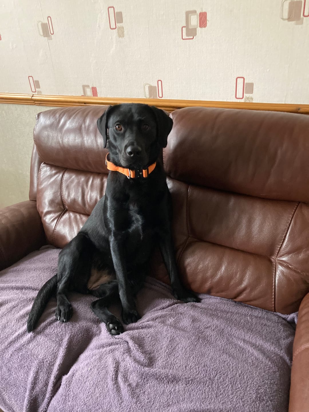 Customer photo review of 2.5cm Combat® Collar | With Handle & Rated Clip - Orange