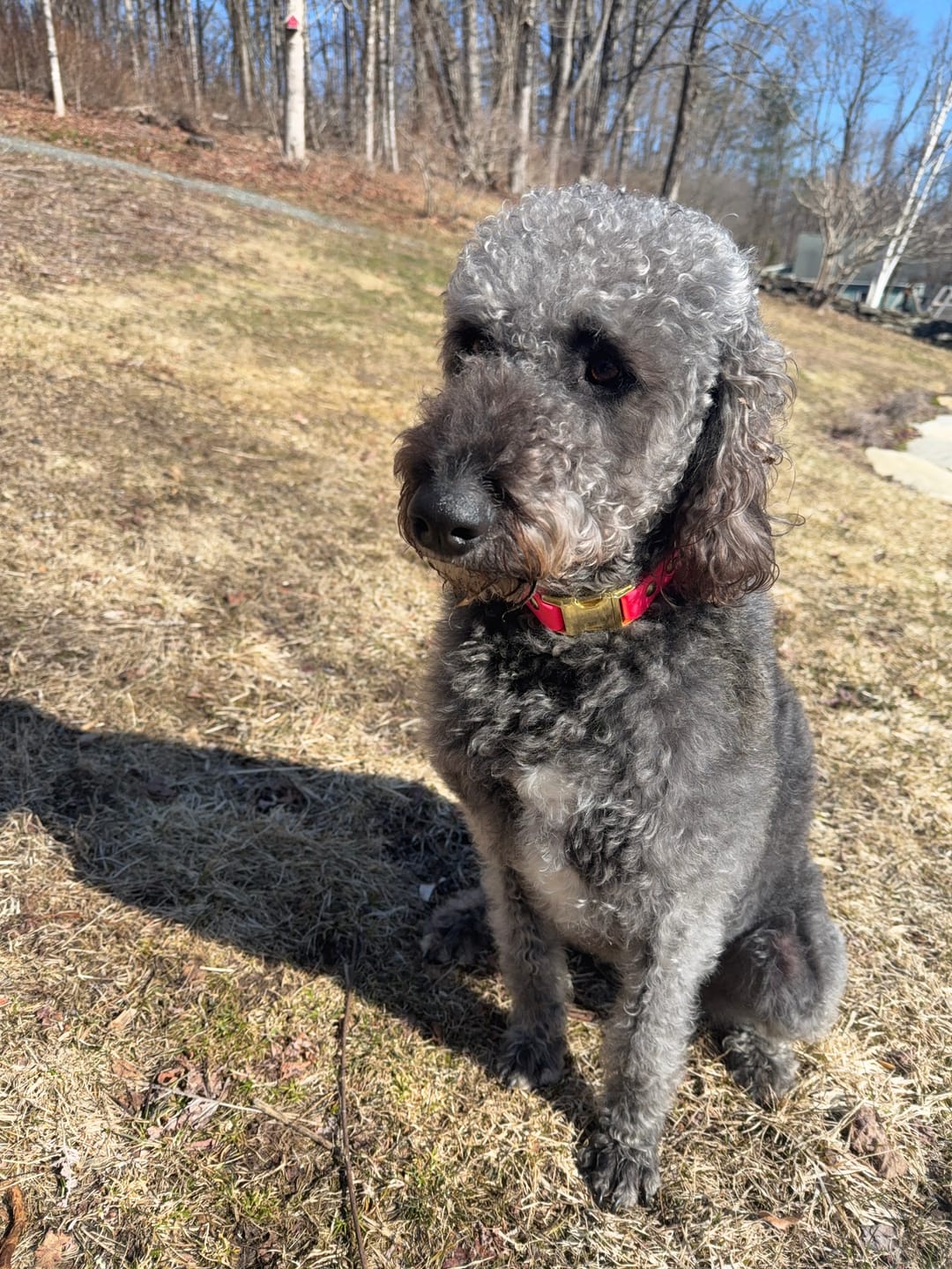 Customer photo review of Waterproof Dog Collar & Multi-Way Leash Set | Built with BioThane®