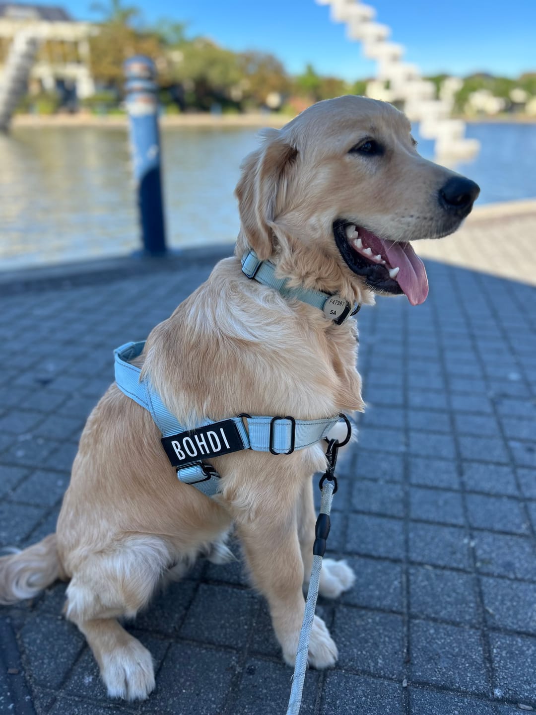 Customer photo review of No Pull Dog Harness
