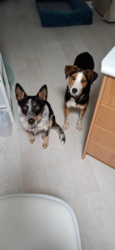 Customer photo review of Pizzle Stix (1kg pack)